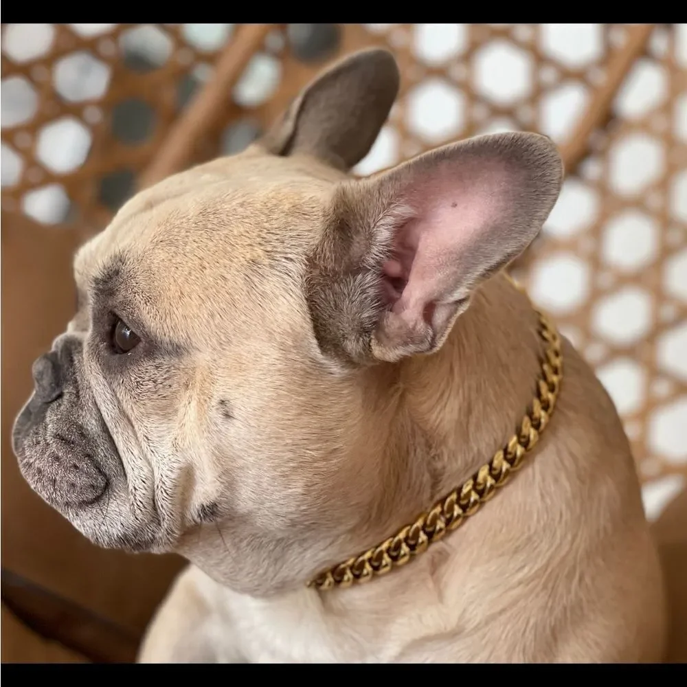 Dog Wide Cuban Link Stainless Pet Chain Gold Tone Collar Necklace Pet Accessory